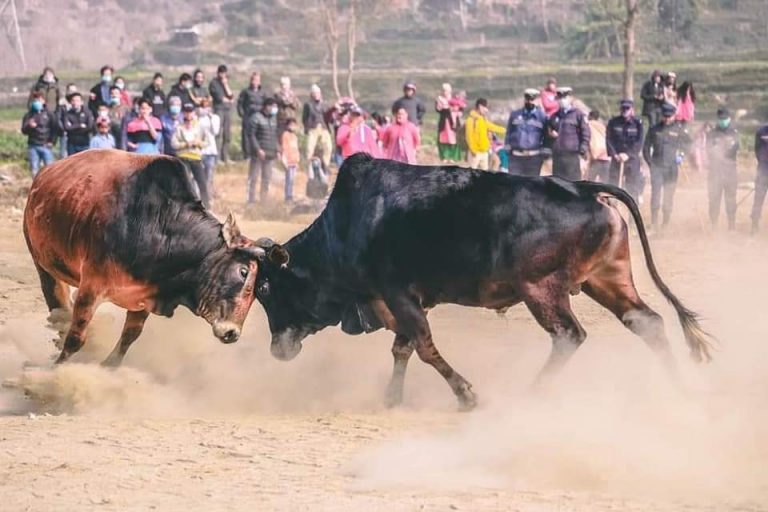 यस्तो देखियो नुवाकोटमा गोरु जुधाइ (फोटोफिचर)