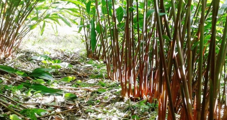नेपाली कृषिजन्य वस्तुको मूल्य निर्धारण भारतीयले नै गर्छन्
