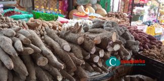 कालीमाटी ‘तरुलमय’: माघे संक्रान्ति लक्षित १ हजार टन तरुल भित्रियो, ९० प्रतिशत स्वदेशी