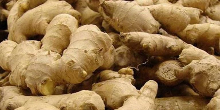 अदुवाको भाउ घट्दा किसान निराश, मूल्य गत वर्षभन्दा ५ गुणा कम