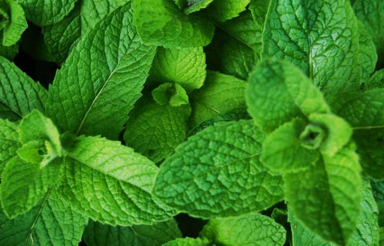 पुदिना : पात एक फाइदा अनेक