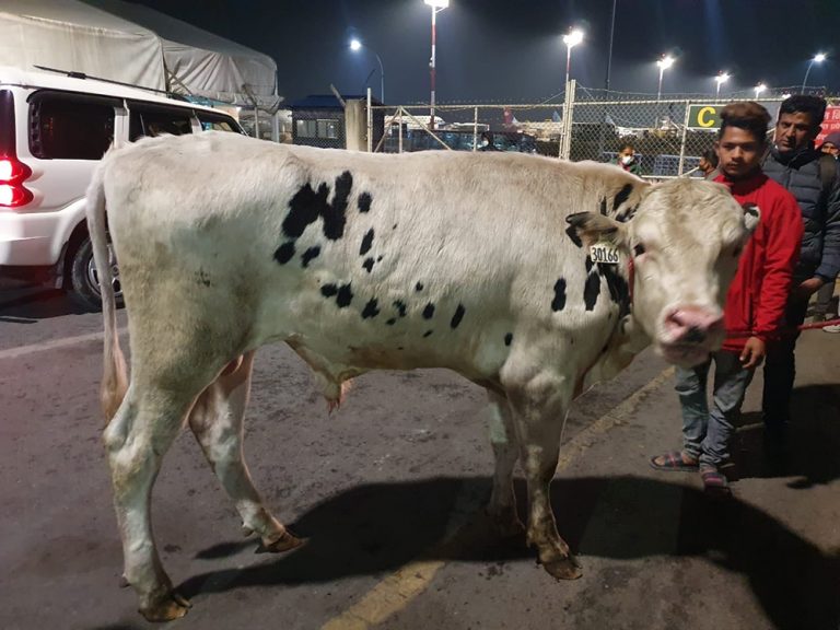 किसानको जीवनस्तर अभिवृद्धि गर्ने उद्देश्यले नेपाल ल्याइयो अमेरिकी साँढे
