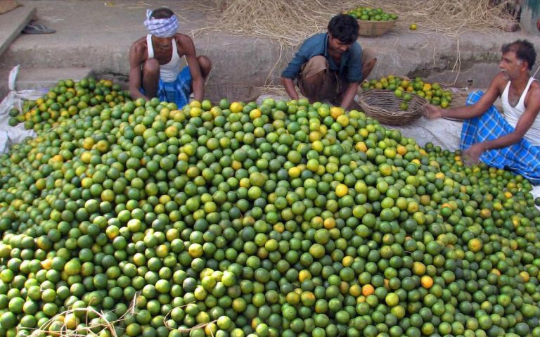 उपभोक्ताको खल्ती निर्चोदै कागती:  एक महिनामै तेब्बर बढ्यो, गोटाकै ३० रुपैयाँ !