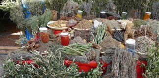 कैलाली र कर्णालीको सुर्खेतमा जडिबुटी प्रशोधन केन्द्र सञ्चालनमा ल्याइने