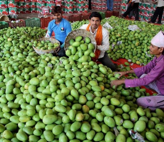 आँप फ्रिजमा राख्नु कति हानिकारक, कसरी भण्डार गर्ने ?