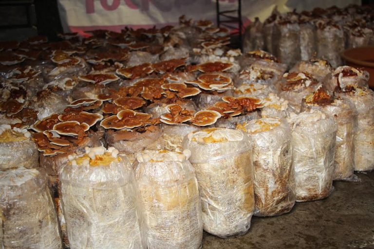 रातो च्याउको व्यवसायिक उत्पादन र विक्री सुरू