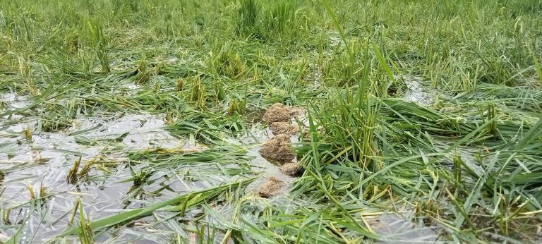 हात्तीले बाली  सखाप पारेपछि स्थलगत अनुगमन पुग्यो जम्बो टोली, टर्चलाइट र विद्युत बत्ती जडान गर्ने