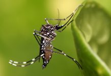 नेपालमा सेरोटाइप–२ स्वरुपको डेङ्गु बढी सक्रिय