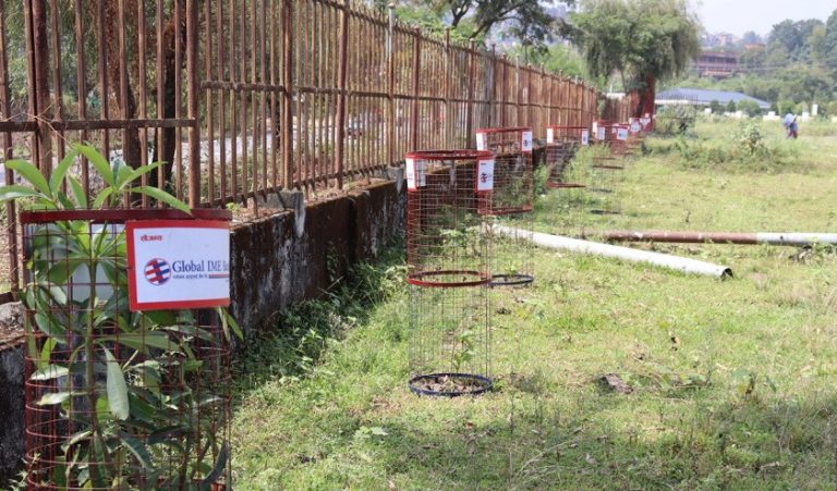 ग्लोबल आइएमई बैंक र त्रिविको सहकार्यमा आयुर्वेद अस्पताल परिसरमा वृक्षारोपण