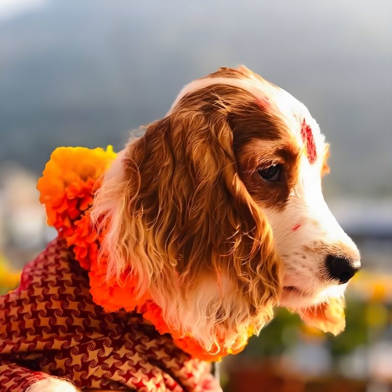 कुकुरको विशेष पूजा गरी आज कुकुर तिहार मनाइँदै