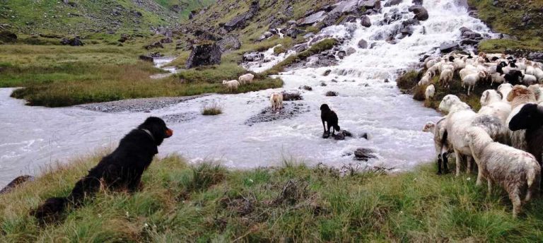 कुकुर सहरमा रहर, गाउँमा गोठालाका भर