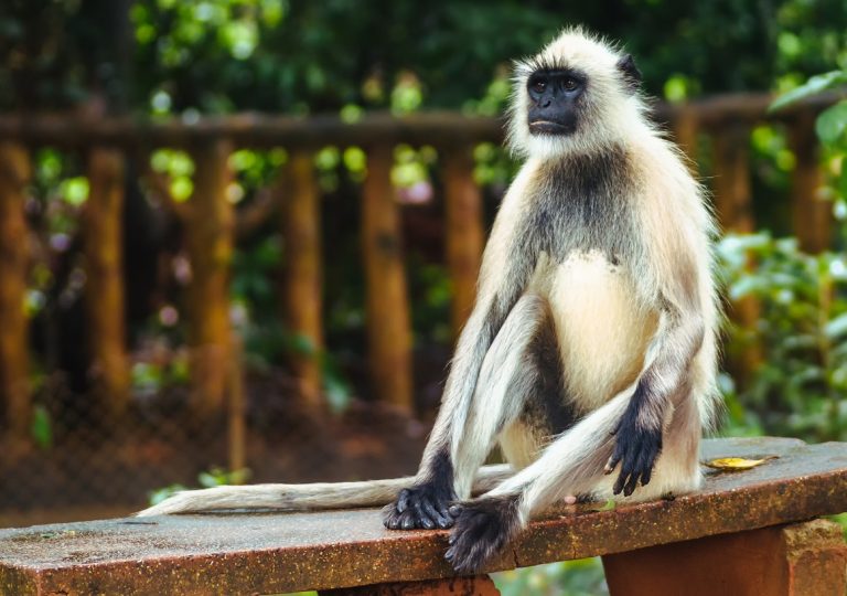 किन घटिरहेको छ लोपोन्मुख जनावरको संख्या ? अति संकटमा यी प्राणीहरू