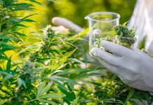 गाँजा प्रतिबन्धको मारमा आयुर्वेदिक कम्पनी, बनाउन सकिएन २१ प्रकारका औषधि