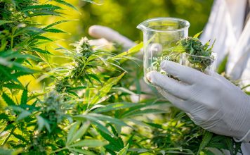 गाँजा खेतीको सम्भाव्यता अध्ययन गरिने