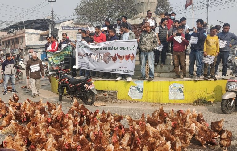 किसानहरुद्वारा कुखुरा र अण्डा सडकमा फालेर विरोध