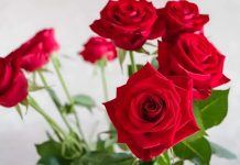 ‘भ्यालेन्टाईन वीक’ शुरु, कुन डे मा के गर्ने ?