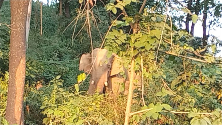 बारा, रौतहट र मकवानपुर ‘यमगज’को आतंक, ६ महिनामा ५ जनाको मृत्यु