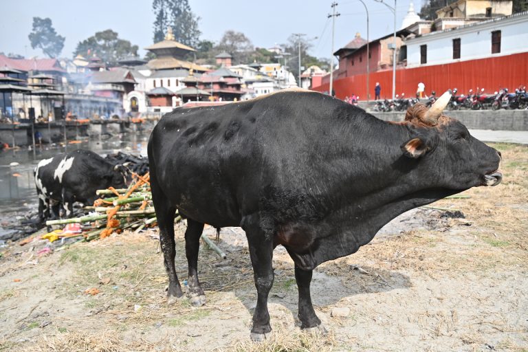 पशुपतिनाथ परिसरबाट साँढे चोरी गर्नेलाई कारबाहीको चेतावनी