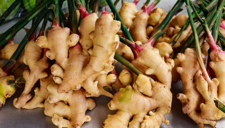 अदुवा उत्पादनमा नेपाल विश्वमै पाँचौं, यी हुन् बढी उत्पादन हुने जिल्ला