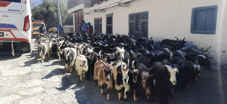 अझै बिकेन खाद्यले ल्याएको २७५ वटा च्याङ्ग्रा, मूल्य समायोजन गरेर बिक्री थाल्यो