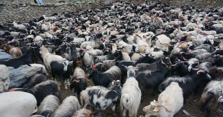 बजार झरे मुस्ताङी च्याङ्ग्रा, मूल्य प्रतिगोटा ३५ देखि ४० हजार रुपैयाँ