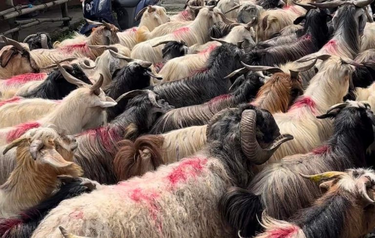 खसी, बोका र च्याङ्‍ग्राको मूल्य तोकियो, प्रतिकेजी १० रुपैयाँ छुट पाइने