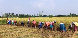 सरकारले तोक्यो धानको समर्थन मूल्य