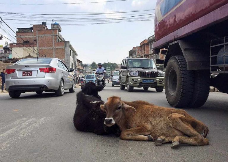 सडकमा भेटिएका गाईबाच्छा संकलन गर्दै महानगर, दक्षिणकालीको काञ्जी हाउसमा राखिने