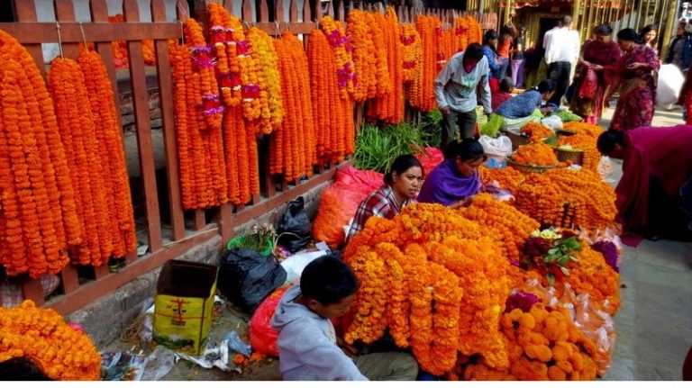 तिहारमा भारतीय सयपत्री फूलको माला आयातमा रोक
