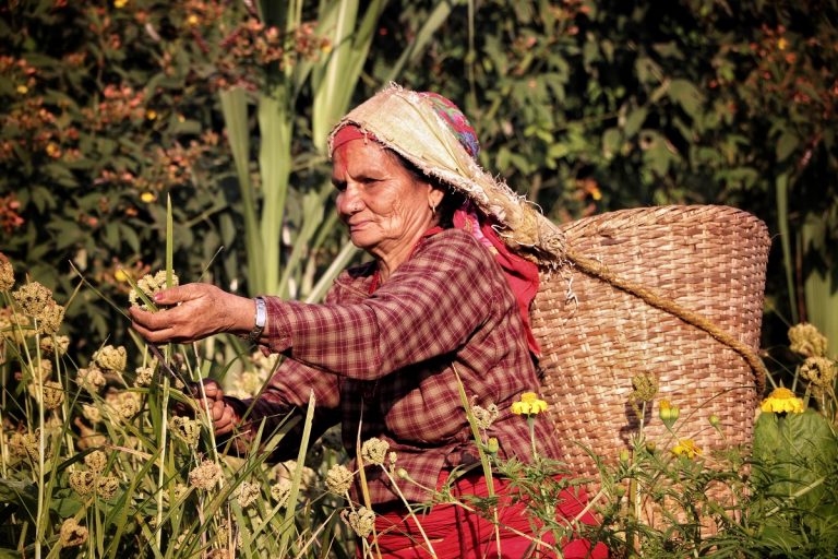 ‘इयर अफ मिलेट्स’ फोटो प्रतियोगितामा  नेपालको तस्बिर दोस्रो स्थानमा