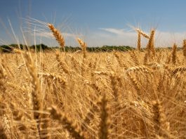 सरकारले तोक्यो गहुँको न्यूनतम समर्थन मूल्य, प्रतिक्विन्टल ३६५० रुपैयाँ