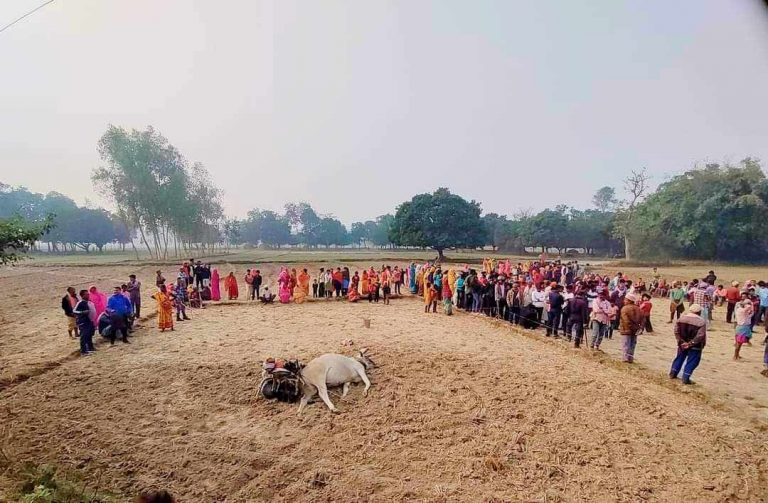 बिजुलीको तार चुँडिएर खस्दा किसानसहित गोरुको समेत मृत्यु