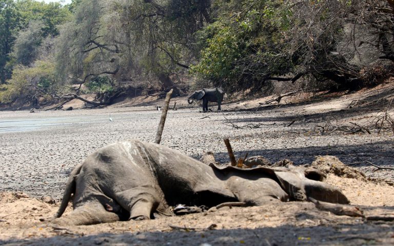 जिम्बाब्वेमा खडेरी, पानीकै अभावले मरे सय हात्ती