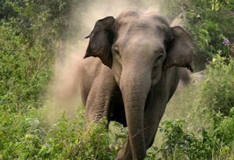 झापामा हात्तीको आक्रमणमा परी एक जनाको मृत्यु