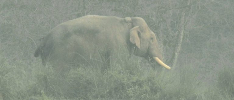 ध्रुर्वे हात्तीले आतंक मच्चाउन छाडेन