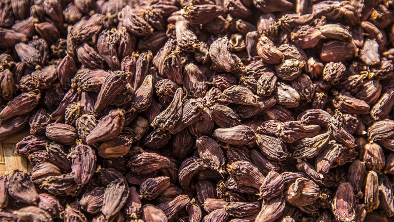 अलैंची किसानले पाए चार वर्षयताकै उच्च मूल्य, भन्छन्– ‘कालो सुन भन्थे साँच्चै बहुमूल्य हुने भयो’