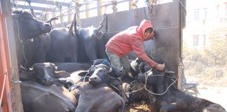 मासुका लागि स्त्री जातिका पशुचौपाया बिक्री गर्न नपाइने