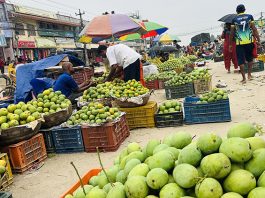 काठमाडौंमा ‘नेपाल म्याङ्गो फेस्ट’ महोत्सव हुने