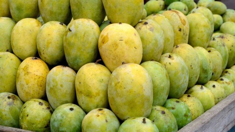 आँप किन्दा के कुरामा ध्यान दिने, कसरी चिन्ने स्वादिष्ट र विषादीयुक्त  ?