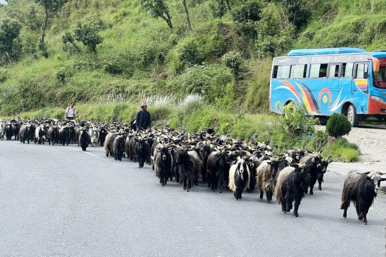 सरकारी खसी-बोका-च्याङ्ग्रा आजबाट बिक्रि सुरु