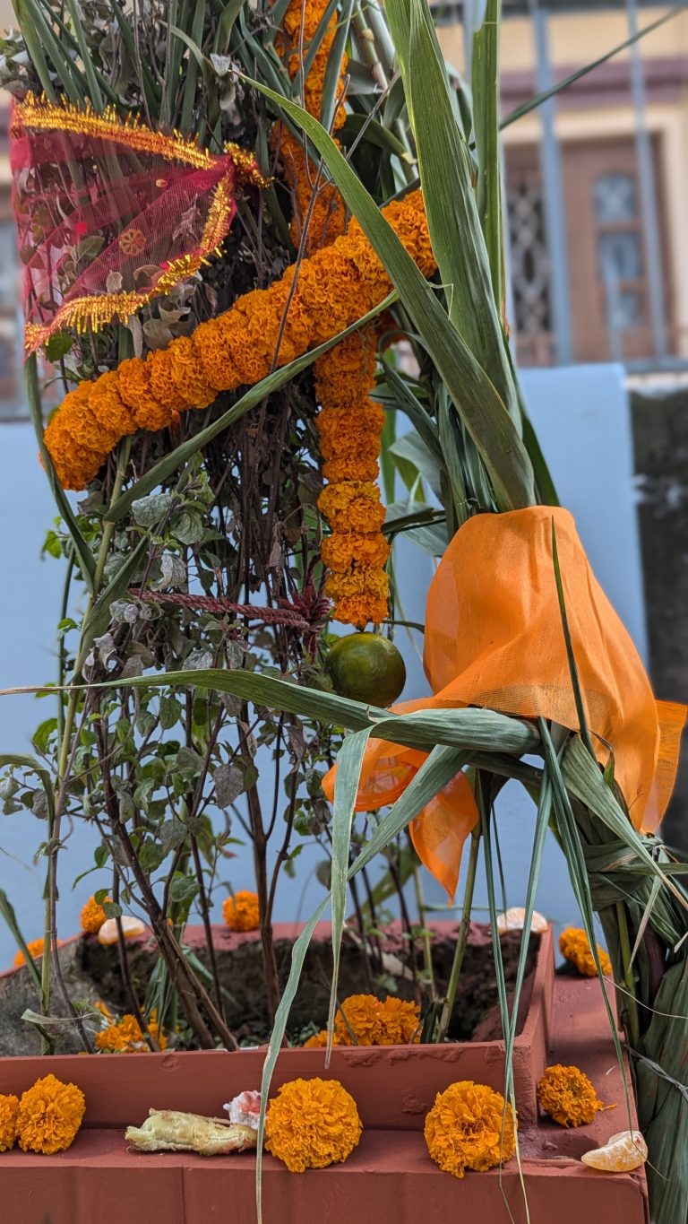 आज हरिबोधिनी एकादशी, तुलसी र दामोदरकाे विवाह गरेर मनाइदै