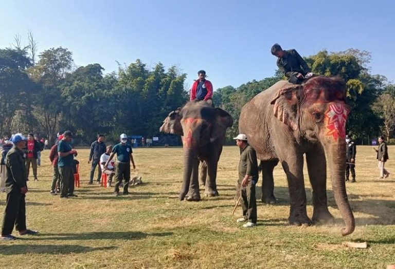 हात्ती महाेत्सवमा जंगली हात्तीको प्रवेश, कार्यक्रम स्थगित