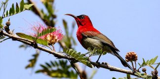 रेसुङ्गा र मदाने दुर्लभ चराको वासस्थान