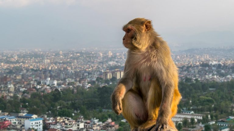 बाँदर र बँदेल हेर्नका लागि २० जनालाई रोजगारी