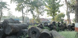 वनमा वेथिति : ७ करोडको काठ कार्यालयमा कुहिँदै