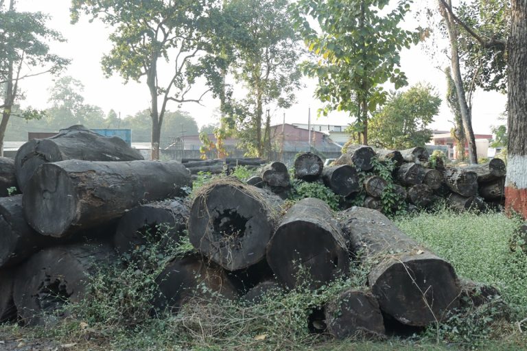 वनमा वेथिति : ७ करोडको काठ कार्यालयमा कुहिँदै