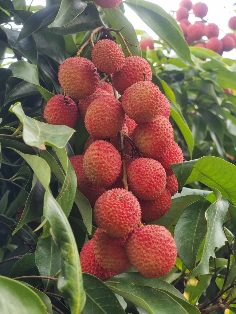 घट्याे लिचिकाे भाउ, कतिमा हुँदैछ काराेबार!