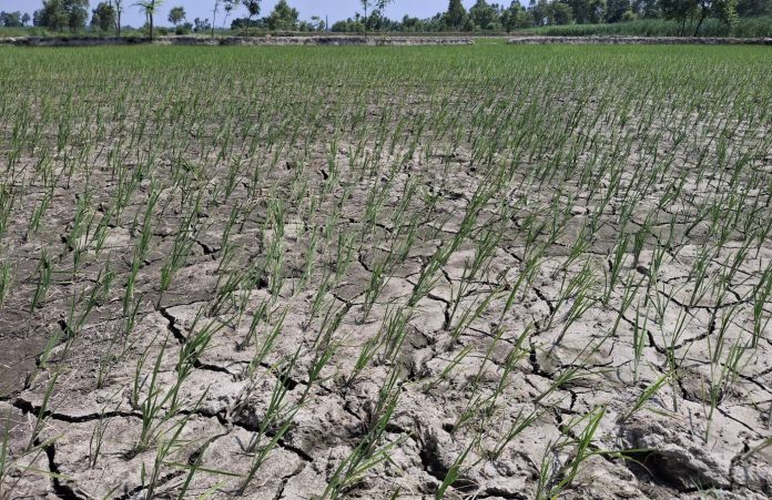 Khaderi-1--1753188698