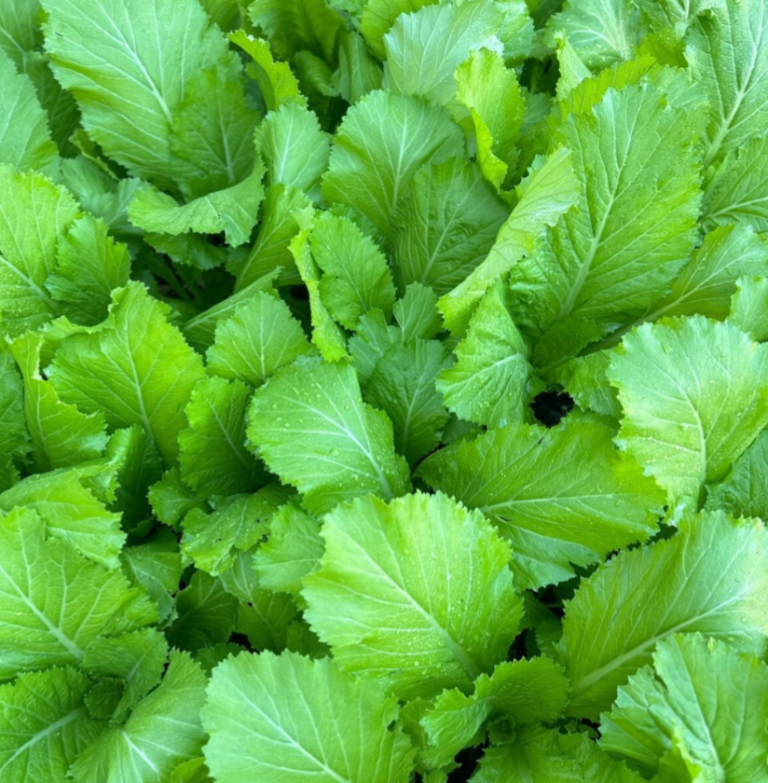रायो सागमा अत्यधिक मात्रामा विषादी