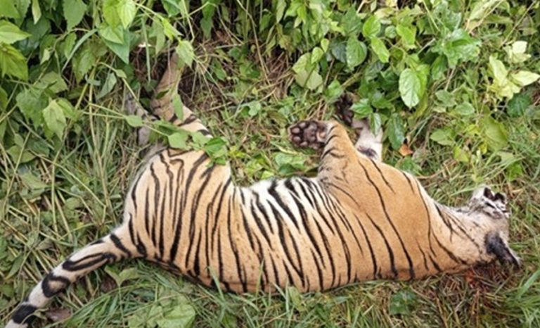 पर्साको ठोरिमा मृत पाटे बाघ भेटियो